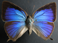 Arhopala centaurus centaurus - Adult